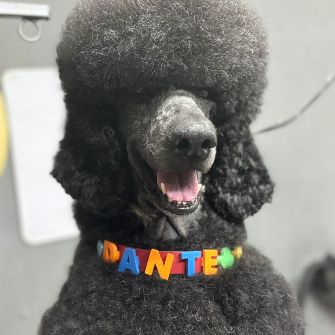 Collar Personalizado para tus Lomitos 🐾