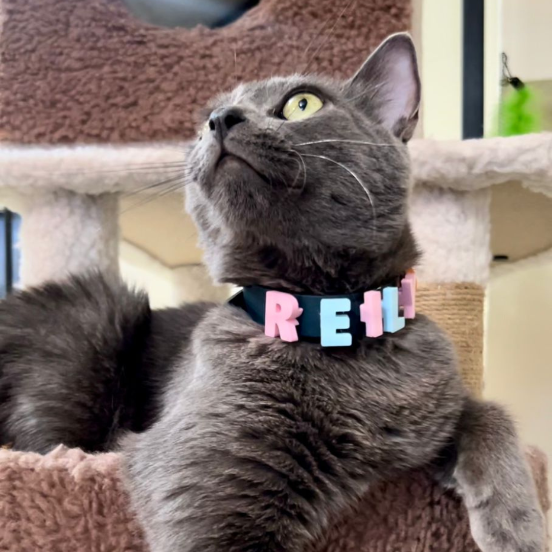 Collar Personalizado para tus Lomitos 🐾